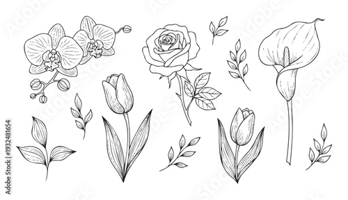 Elegant botanical line drawings featuring diverse blooming flowers like orchids, roses, tulips, and calla lilies along with decorative foliage ideal for creating sophisticated graphic