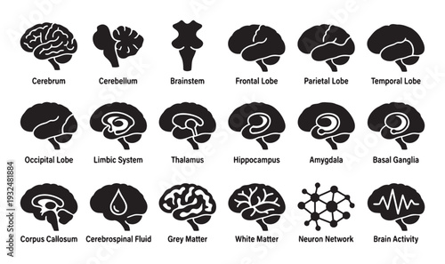 Comprehensive set of human brain anatomy and neurological function silhouette icons providing valuable visual resources for educational, medical, and scientific presentations or infographics