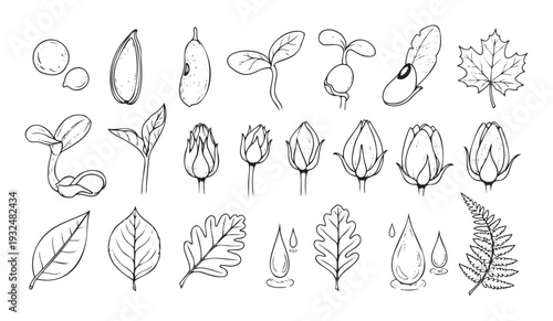 Botanical collection showcasing plant life cycle elements including seeds, germinating sprouts, diverse leaves, and growing flower buds for educational or natural science projects.