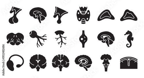Collection of diverse human brain parts and endocrine glands anatomical icons useful for medical research science and biology education presentations