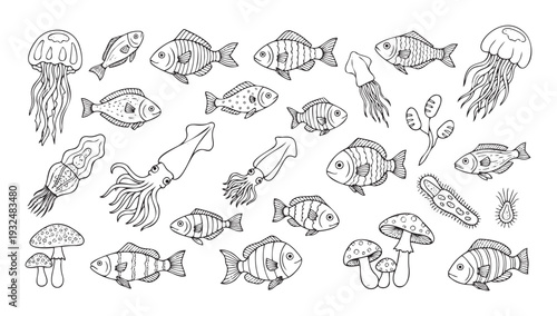 Detailed line drawing assortment of sea creatures like different fish, delicate jellyfish, and elongated squid mixed with fungi and tiny microorganisms ideal for educational content and