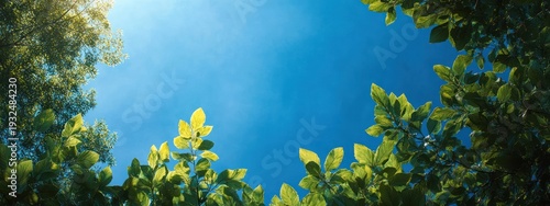 Sunlit green tree leaves and branches framing a clear bright blue sky, tranquil upward canopy view conveying peace and freshness