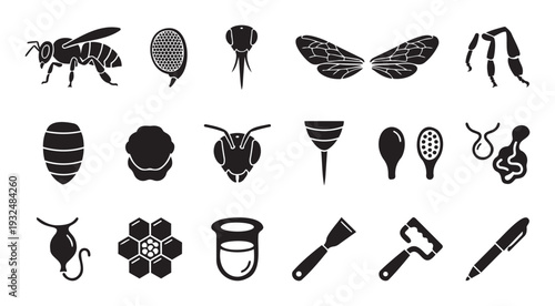 Black and white glyph icons illustrating honey bees, their anatomy, life stages, beehive structures, and essential beekeeping tools for biology education and apiary related projects.