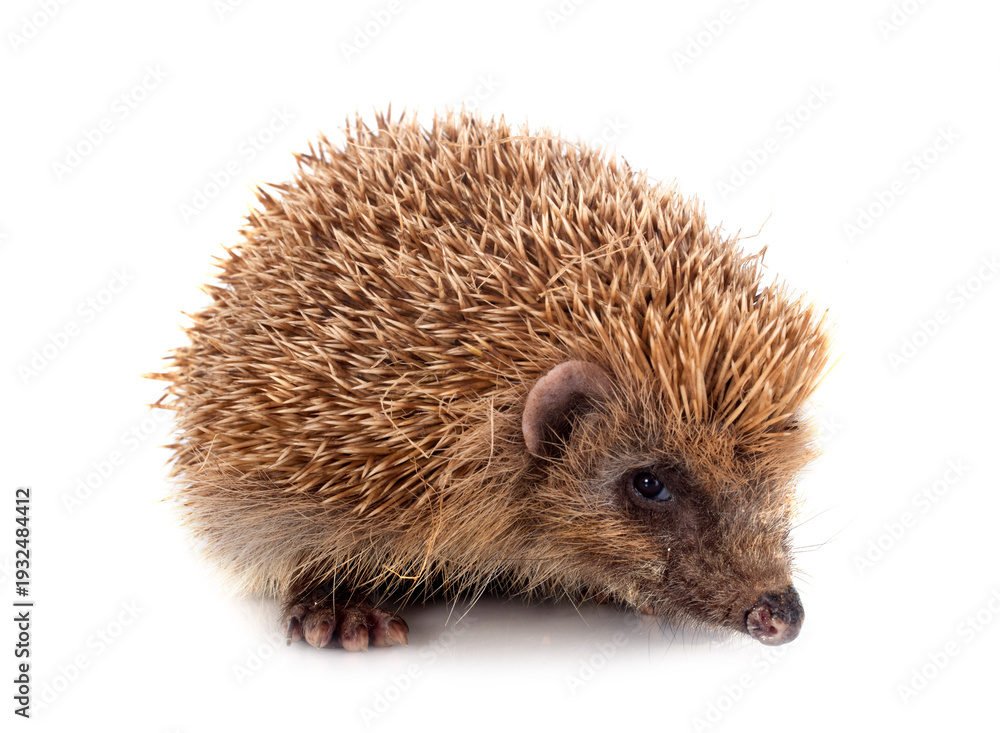 Obraz premium hedgehog in studio
