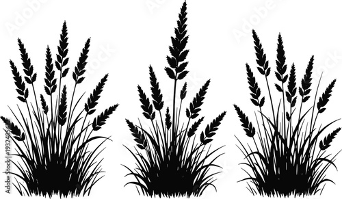 Wild grass and wheat silhouette collection, meadow barley rye plants isolated black botanical shapes for nature design, flat vector illustration