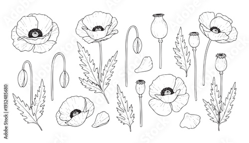 Detailed black outline drawing set of poppy flowers, unopened buds, textured leaves, and mature seed pods for botanical studies or decorative graphic elements