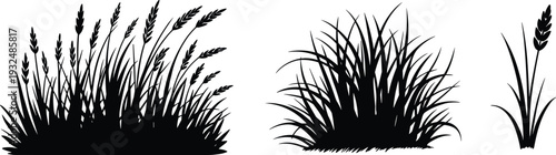 Wild meadow grass silhouette set, wheat barley spike plants isolated black botanical elements for landscape design, flat vector illustration