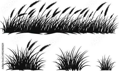 Wild meadow grass silhouette collection, wheat and barley plants isolated on white background, flat vector illustration