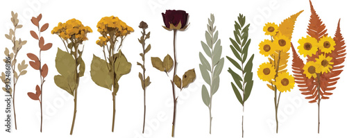 Set of 9 Dried Pressed Flowers and Leaves Vector Illustration isolated PNG with Transparent Background