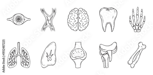 Comprehensive collection of hand drawn human internal organs and skeletal structures perfect for educational medical diagrams or anatomical studies