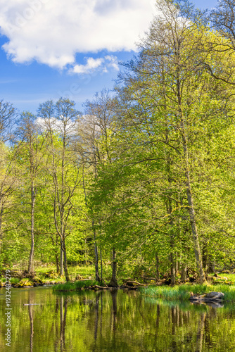 River by a deciduous forest with lush green trees a sunny spring day