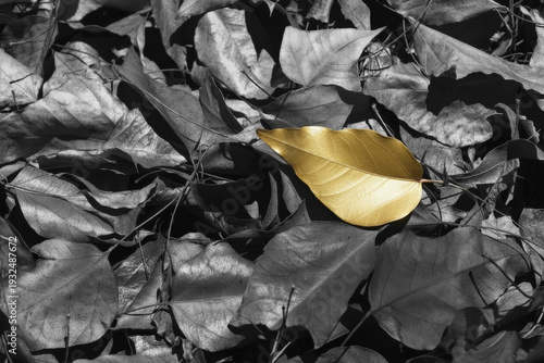 Golden Leaf on Monochrome Fallen Leaves Highlighting Contrast, Isolation and Natural Texture