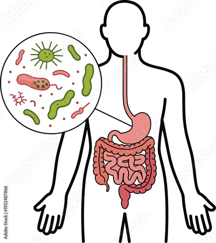 Human Digestive System Anatomy Diagram with Microscopic View of Gut Bacteria, Concept of Probiotics and Microbiome Health, Internal Organ Structure , and Medical Healthcare Education Vector
