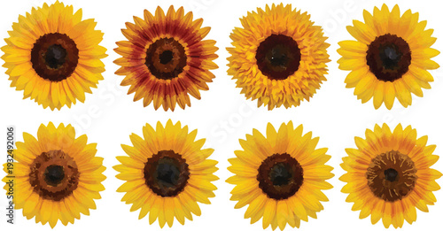 Set of 8 Vibrant Yellow and Orange Sunflower Heads isolated PNG with Transparent Background