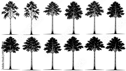 Elegant black birch tree silhouette with detailed leaves and a tall slender trunk, perfect for nature themes, landscape designs and minimalist artwork projects.