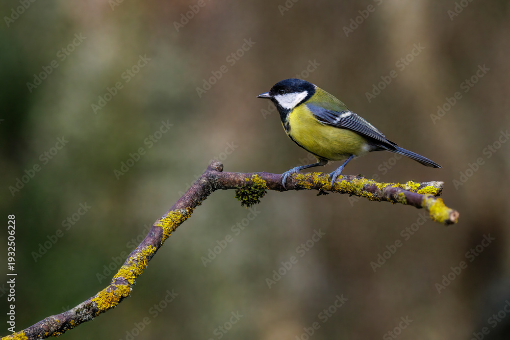 Obraz premium Kohlmeise (parus major)