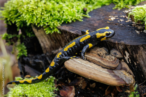 Fotografi Feuersalamander (Salamandra salamandra)