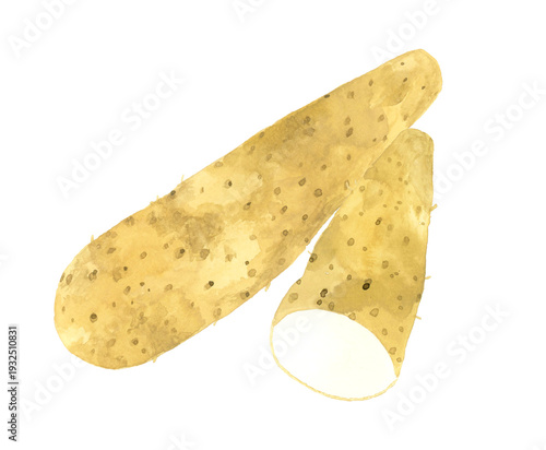 半分にカットした長芋　野菜の手描き水彩イラスト素材