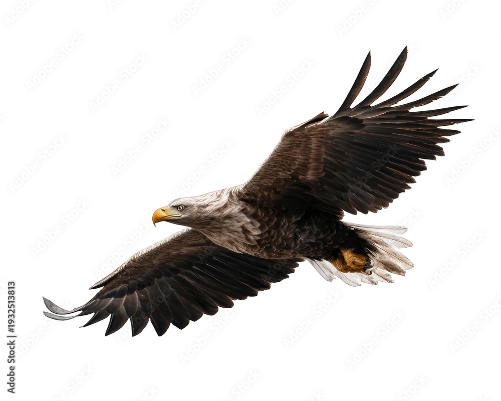 Fototapeta premium american bald eagle