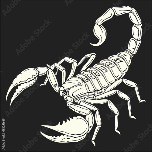White Scorpion Illustration.

