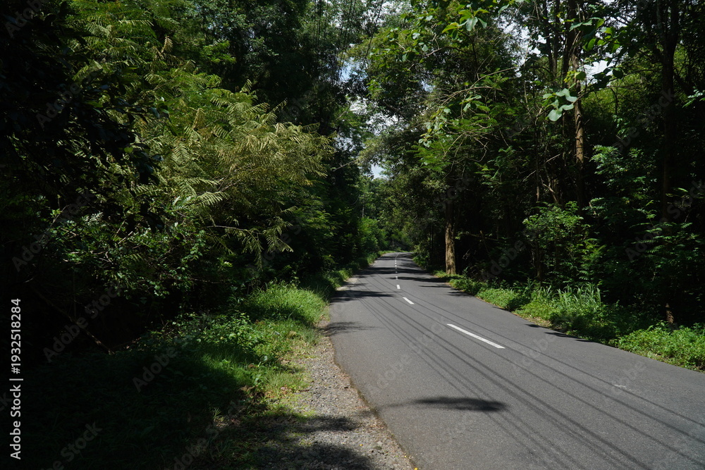Obraz premium Road Inside the Forest