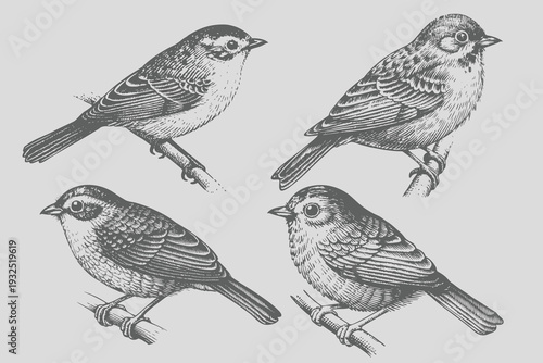Realistic Bird sketch eps file for creative design. Vintage engraving style isolated Bird vector illustration. Eps 10