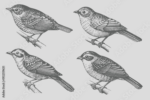Realistic Bird sketch eps file for creative design. Vintage engraving style isolated Bird vector illustration. Eps 10
