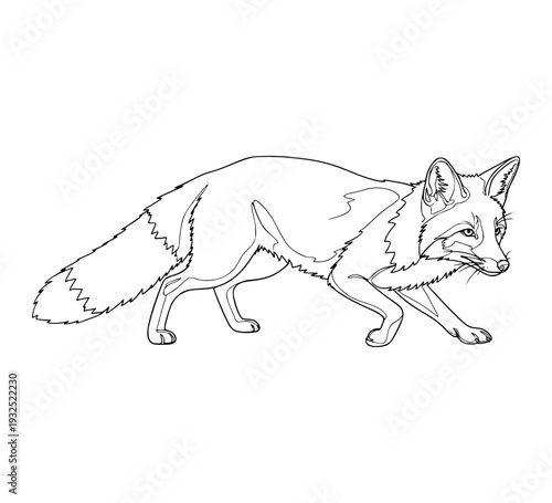 Fox on a transparent background