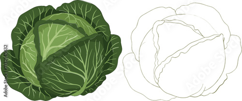 Green cabbage vegetable cartoon and outline vector illustration set showing whole leafy head and line art version for food, agriculture, and nutrition designs