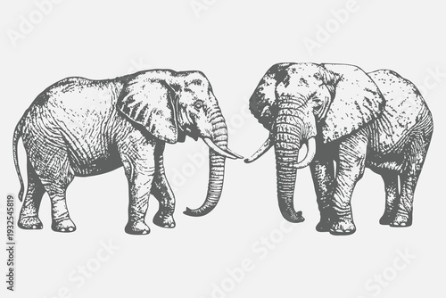 realistic Big African elephant in Vintage engraving style illustration. Animals of Africa and Asia. Natural objects. Old engravings. Vector eps 10
