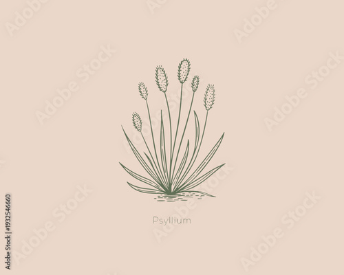 Minimal Botanical Psyllium Plant Illustration Hand Drawn Herbal Medicinal Herb Design
