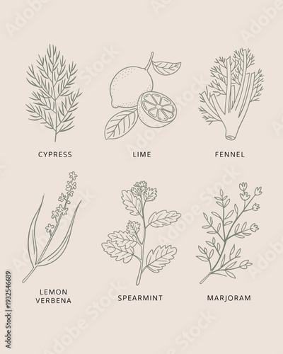 Hand Drawn Culinary Herbs and Citrus Set – Cypress, Lime, Fennel, Lemon Verbena, Spearmint, Marjoram Botanical Illustrations