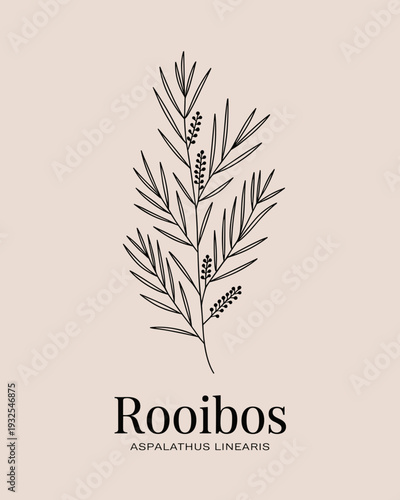 Rooibos Botanical Line Art Illustration – Aspalathus Linearis Herbal Plant Design