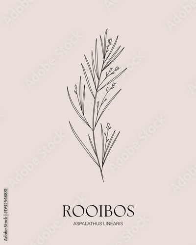 Rooibos Botanical Line Art Illustration – Aspalathus Linearis Herbal Plant Design