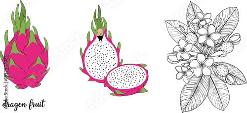 Dragon fruit cartoon and hand drawn botanical vector illustration set with whole and sliced pitaya, exotic tropical fruit elements for food, packaging, and health designs