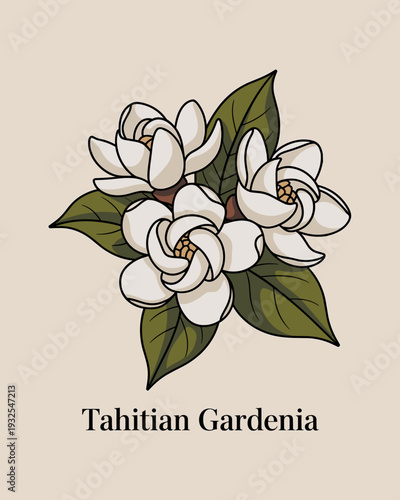 Tahitian Gardenia Floral Illustration – Tropical White Flower Botanical Artwork