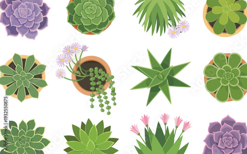 Collection of stylized succulents and echeverias in pots, aerial perspective and angles