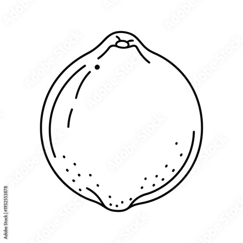Minimalist Pomelo Fruit Large Citrus Botanical Outline Line Art Vector illustration