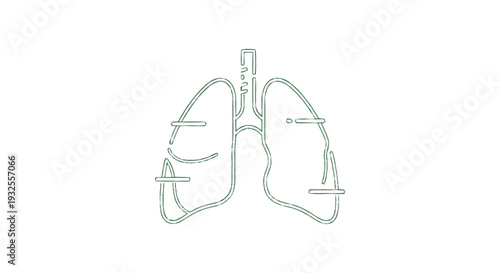 Anatomical illustration of human lungs with labels.