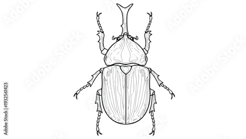 Rhinoceros Beetle Line Art Illustration