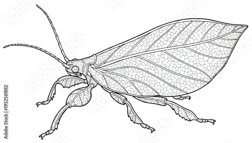 Leaf Mimic Insect Line Art Illustration