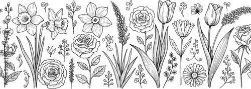 Hand drawn floral border set, sketch flowers rose tulip narcissus collection, cad drawing flat vector illustration, nature elements on white
