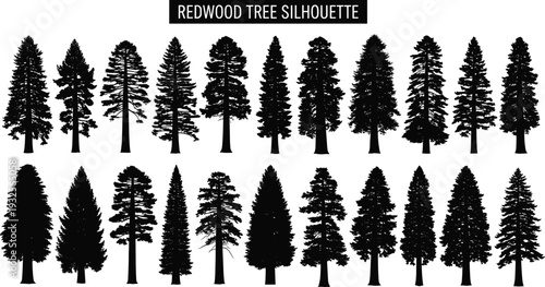 Redwood tree silhouette vector set, giant sequoia and evergreen conifer icons, forest pine nature graphics isolated on white background, redwood.