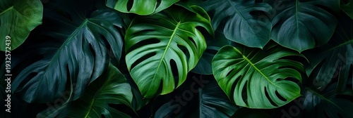 Lush Green Swiss Cheese Plant Backdrop with Aesthetic Leafy Patterns for Tropical Interior Design
