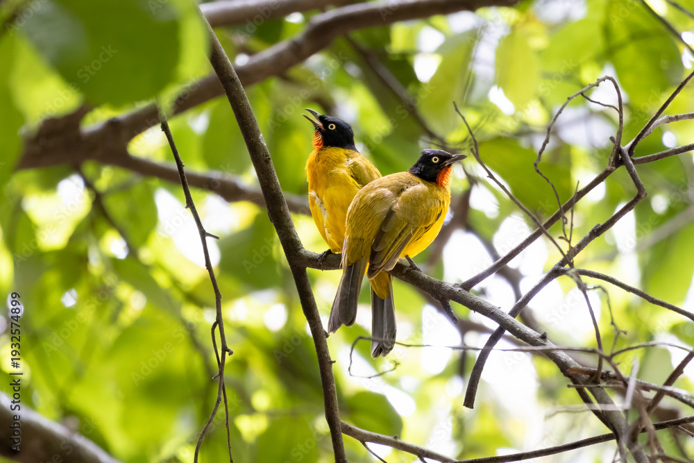 Obraz premium A pair of Ruby-throated Bulbul, Rubigula dispar Chirping and enjoying the morning on a tree branch while looking for food