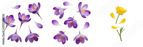 Fotografie Set of purple crocus flowers and a single yellow flower isolated on white backgr