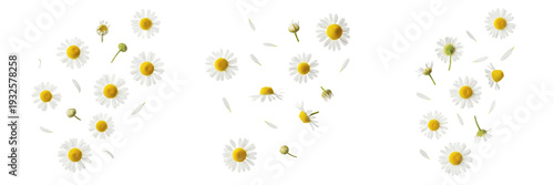 Photos Set of fresh chamomile flowers and buds isolated on white