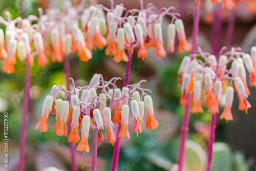 カランコエの花
