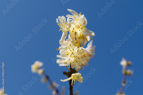 青空に映える白い冬咲きのニオイカズラの花