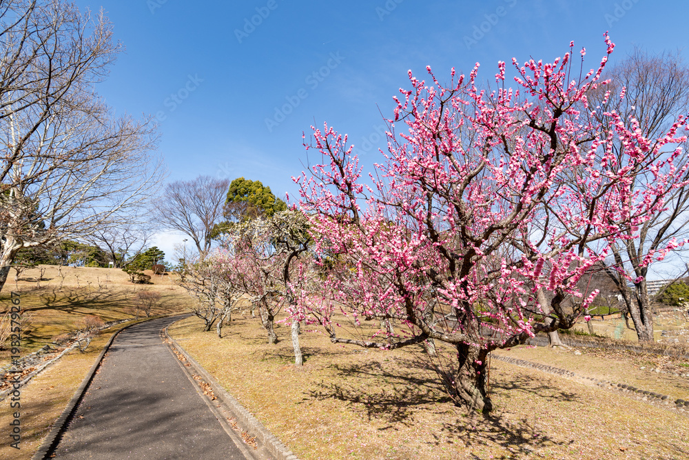 Fototapeta premium 西山公園の梅の花（愛知県豊田市）